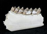 Oligocene Ruminant (Leptomeryx) Jaw Section #21127-1